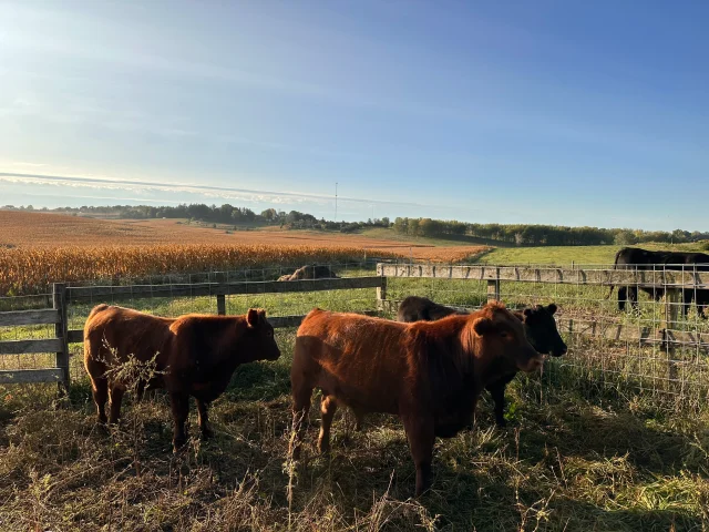 farm cows